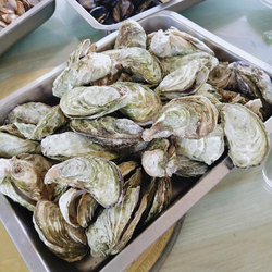 桃子移植汉化组移植游戏推荐